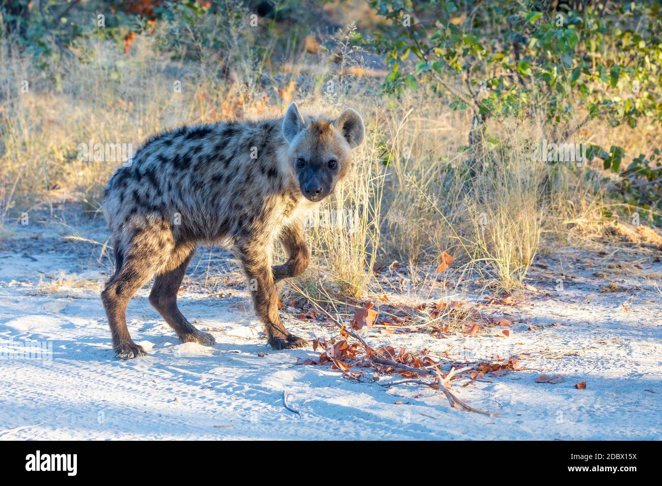 Niedliches Baby der gepunkteten Hyäne (Hyena hyena) im natürlichen Lebensraum moremi Wildreservat. Botswana Afrika Safari Tierwelt Stockfoto