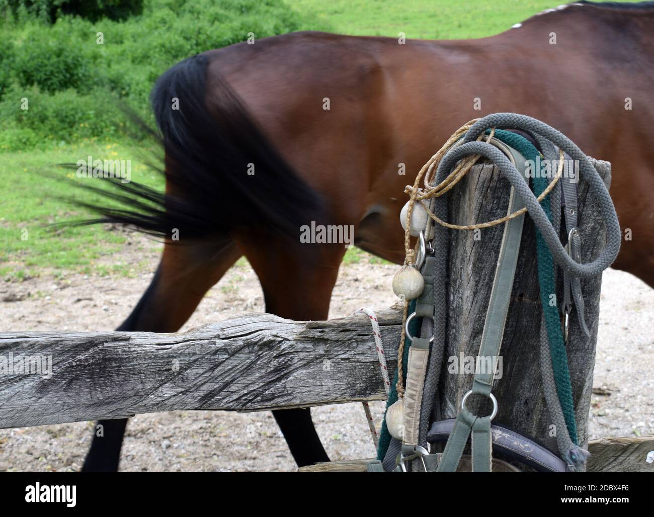 Bolas mit Pferd im Hintergrund des Hofes Stockfoto