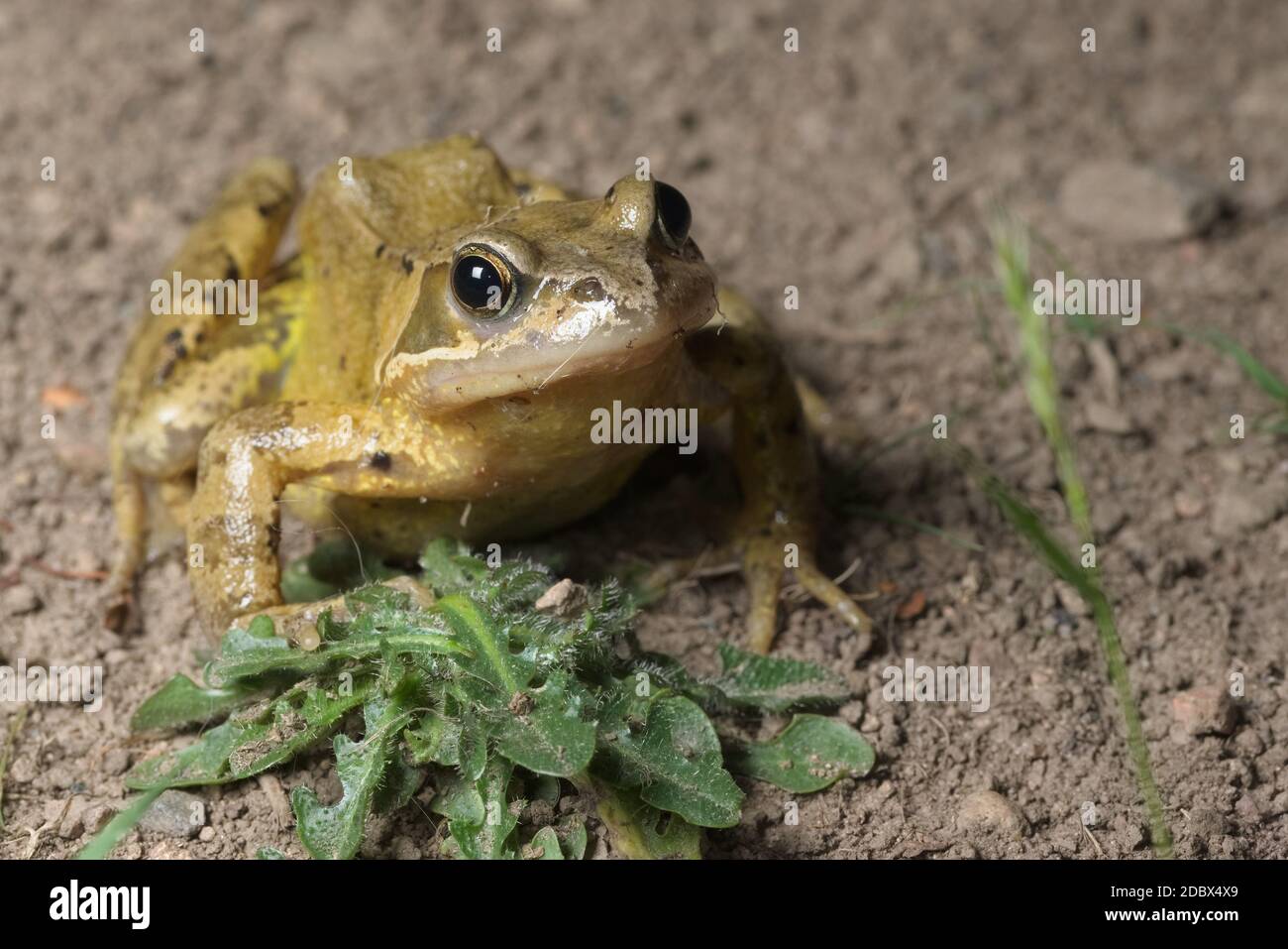 Frosch Auf Unkraut Stockfotos und -bilder Kaufen - Alamy