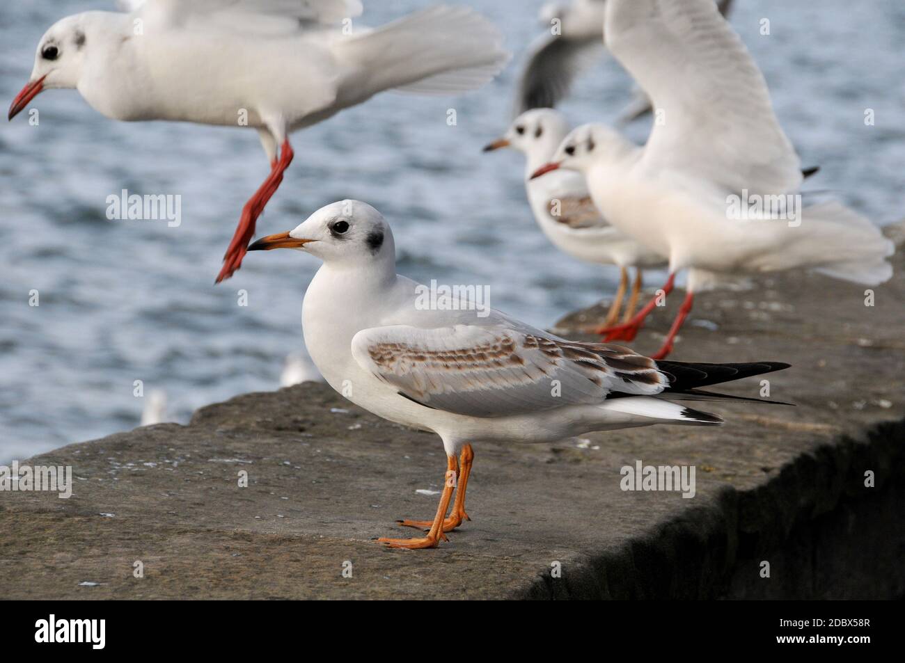 Möwen auf dem Maschsee in Hannover Stockfoto