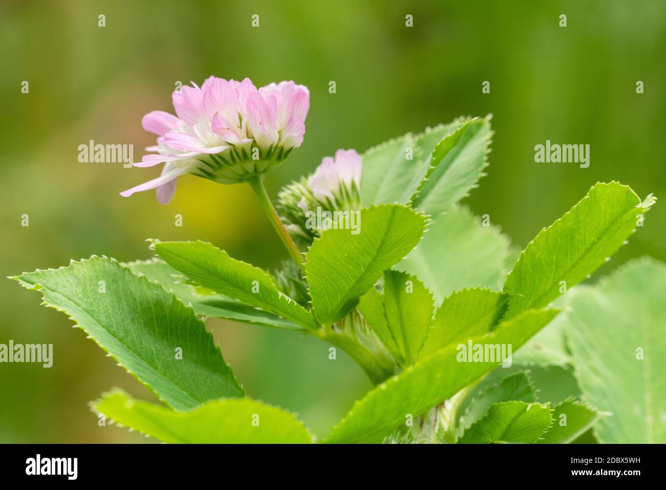 Nahaufnahme von Perserklee (Trifolium resupinatum), Blüten von Wiesen Stockfoto