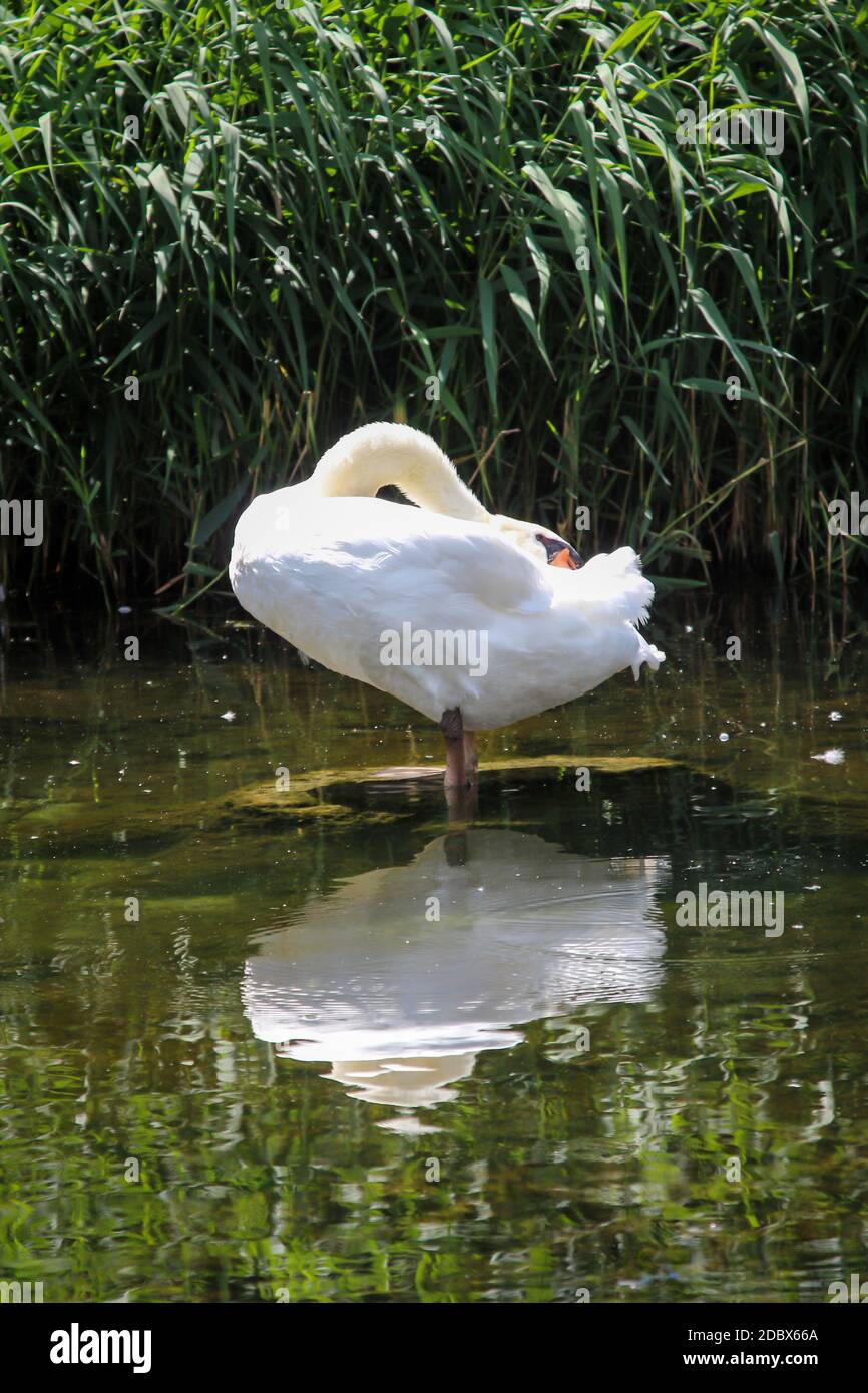 Ein Porträt eines schönen weißen stummen Schwans im Wasser. Stockfoto