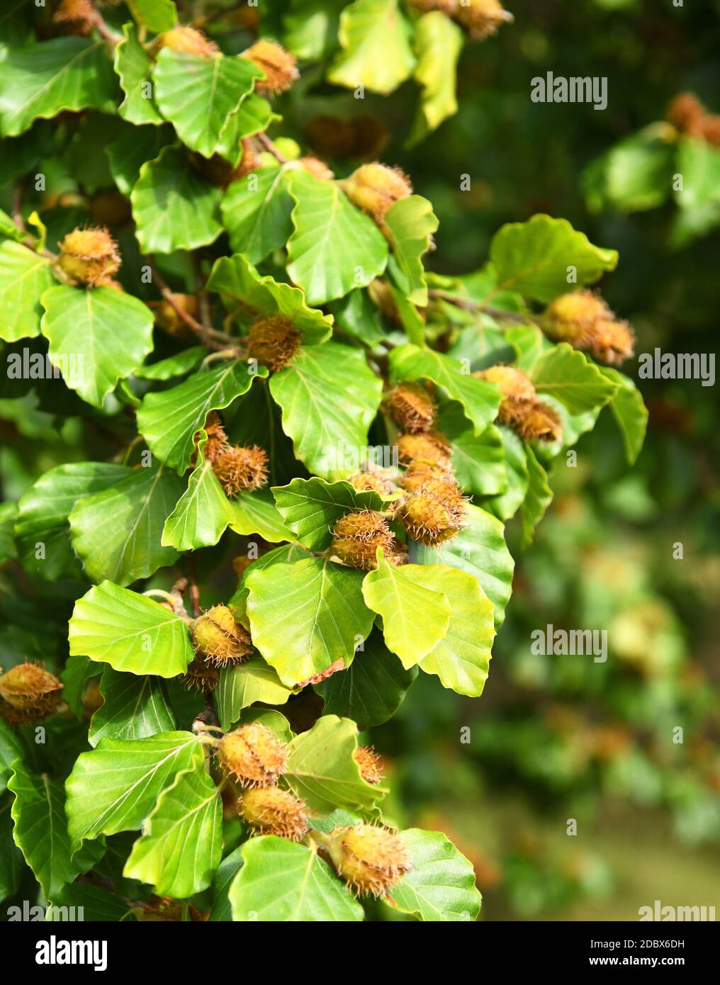 Früchte der europäischen, Buchennüsse Stockfoto