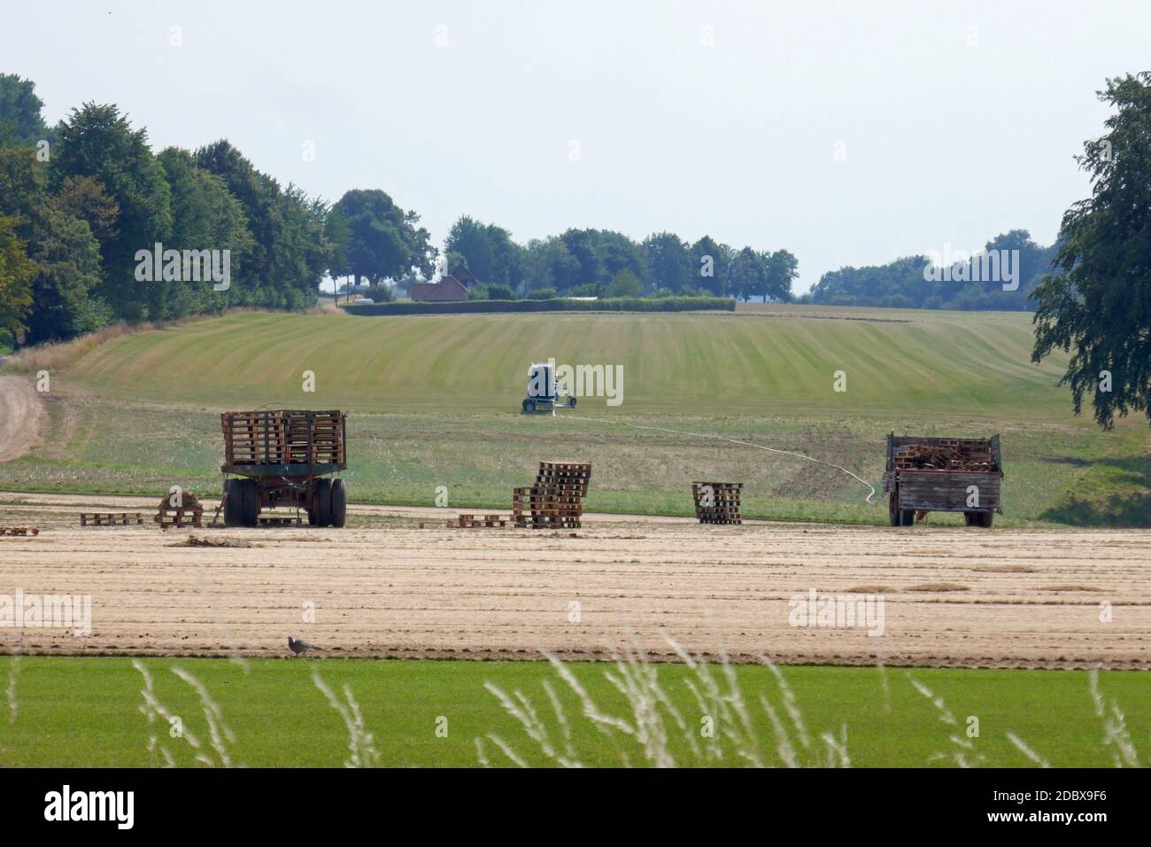 Rasenproduktion in Nordrhein-Westfalen Stockfoto