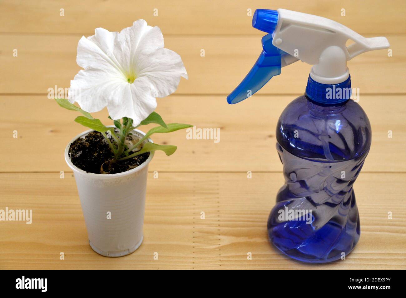 Weiße Petunia Blume wächst in einem Plastikbecher neben Blaue Flasche Spray auf Holztisch Stockfoto