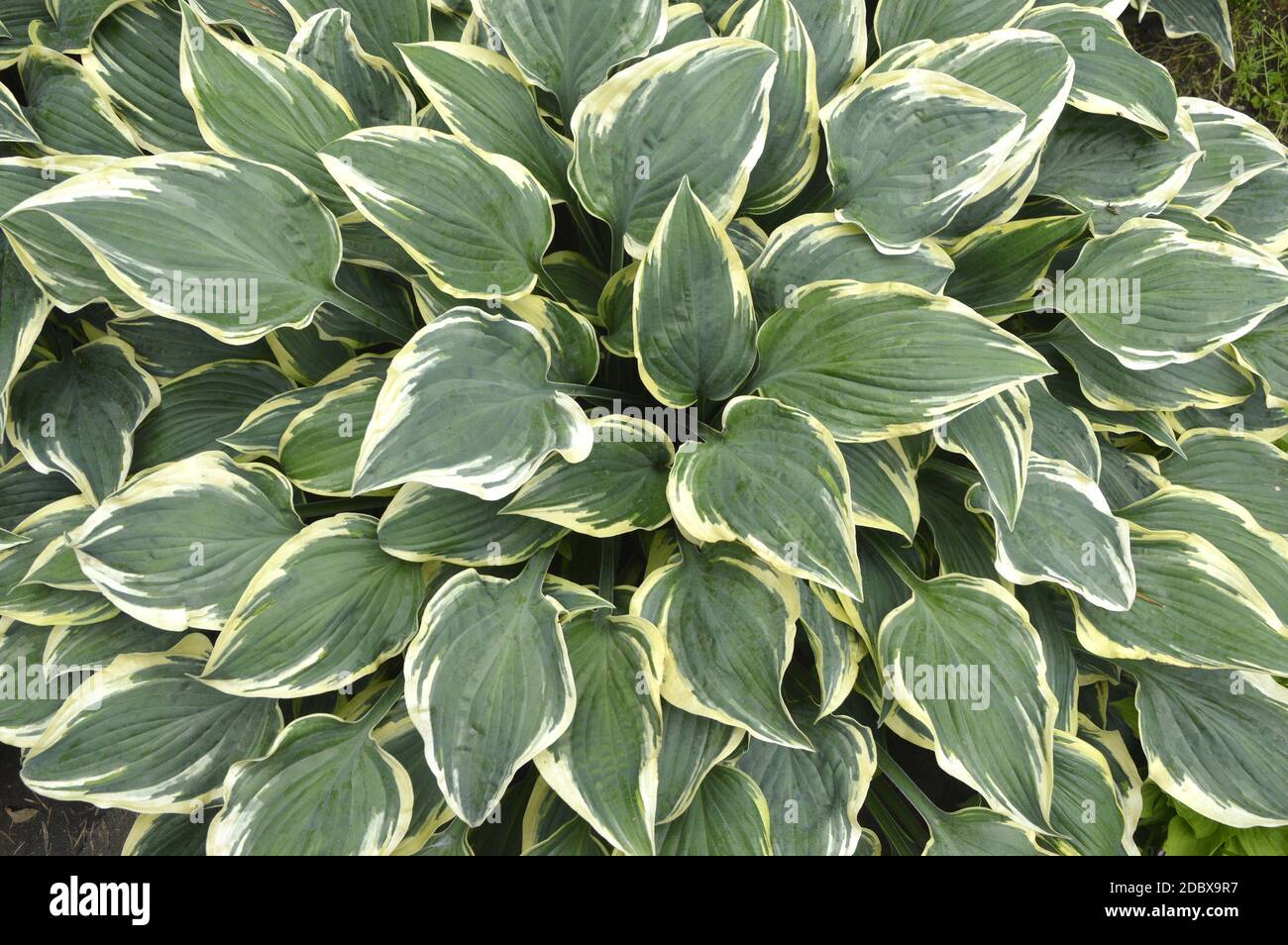 Bunte grüne weiße blätter blatt pflanze -Fotos und -Bildmaterial in hoher  Auflösung – Alamy