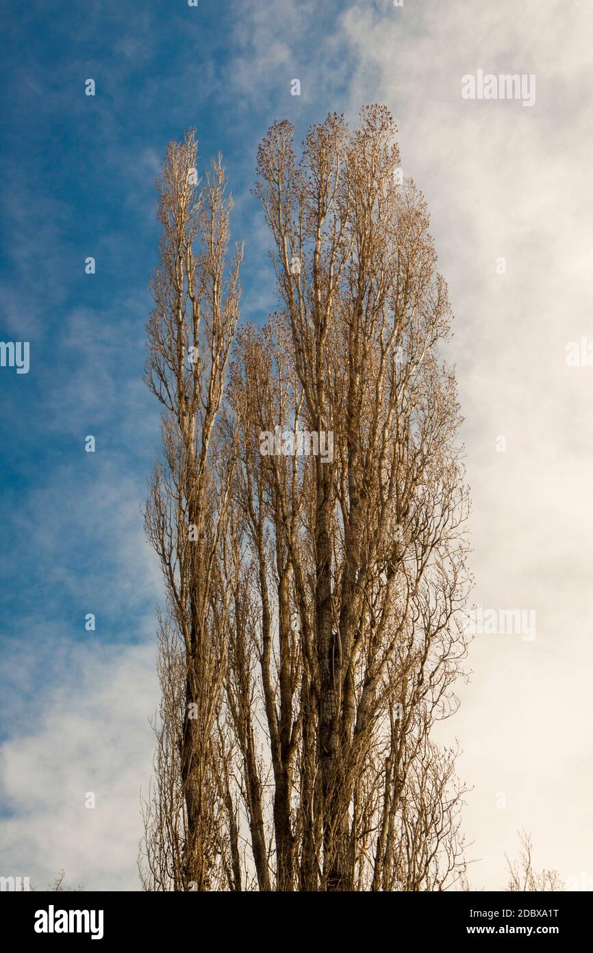 Riesiger Populus alba isoliert mit blauem und weißem Himmel. Erwachsene weiße Pappel, die zum Himmel wächst. In Segovia, Castilla y Leon und Madrid Stockfoto