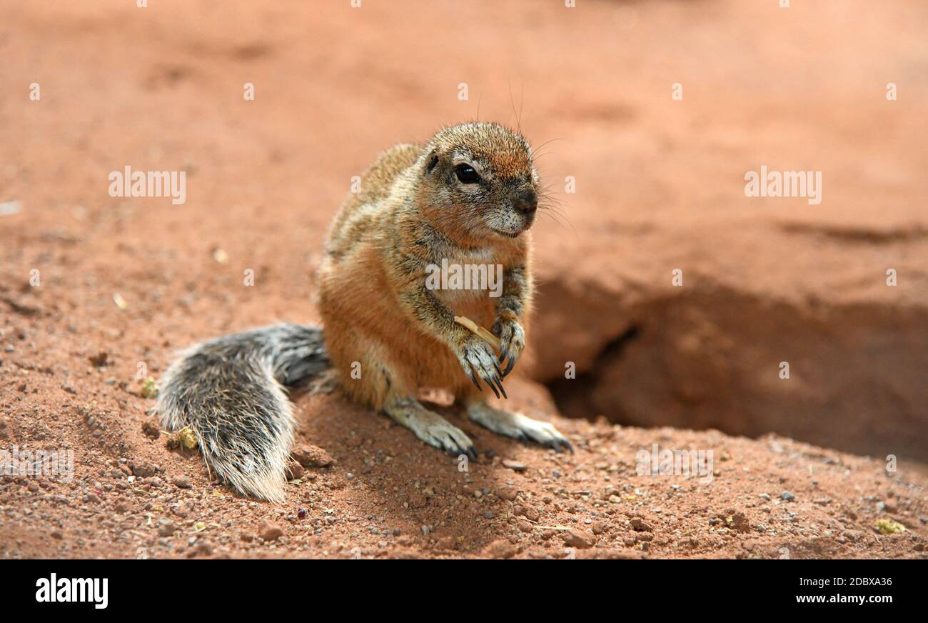 Süßes Cape Borsten Eichhörnchen mit braunem Fell Stockfoto
