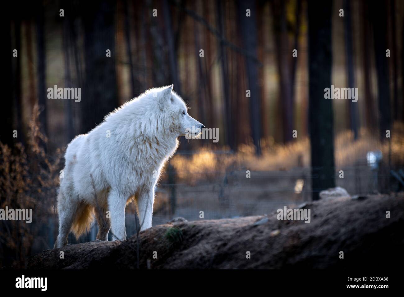 Der arktische Wolf (Canis lupus arctos), auch bekannt als der weiße Wolf oder Polarwolf Stockfoto