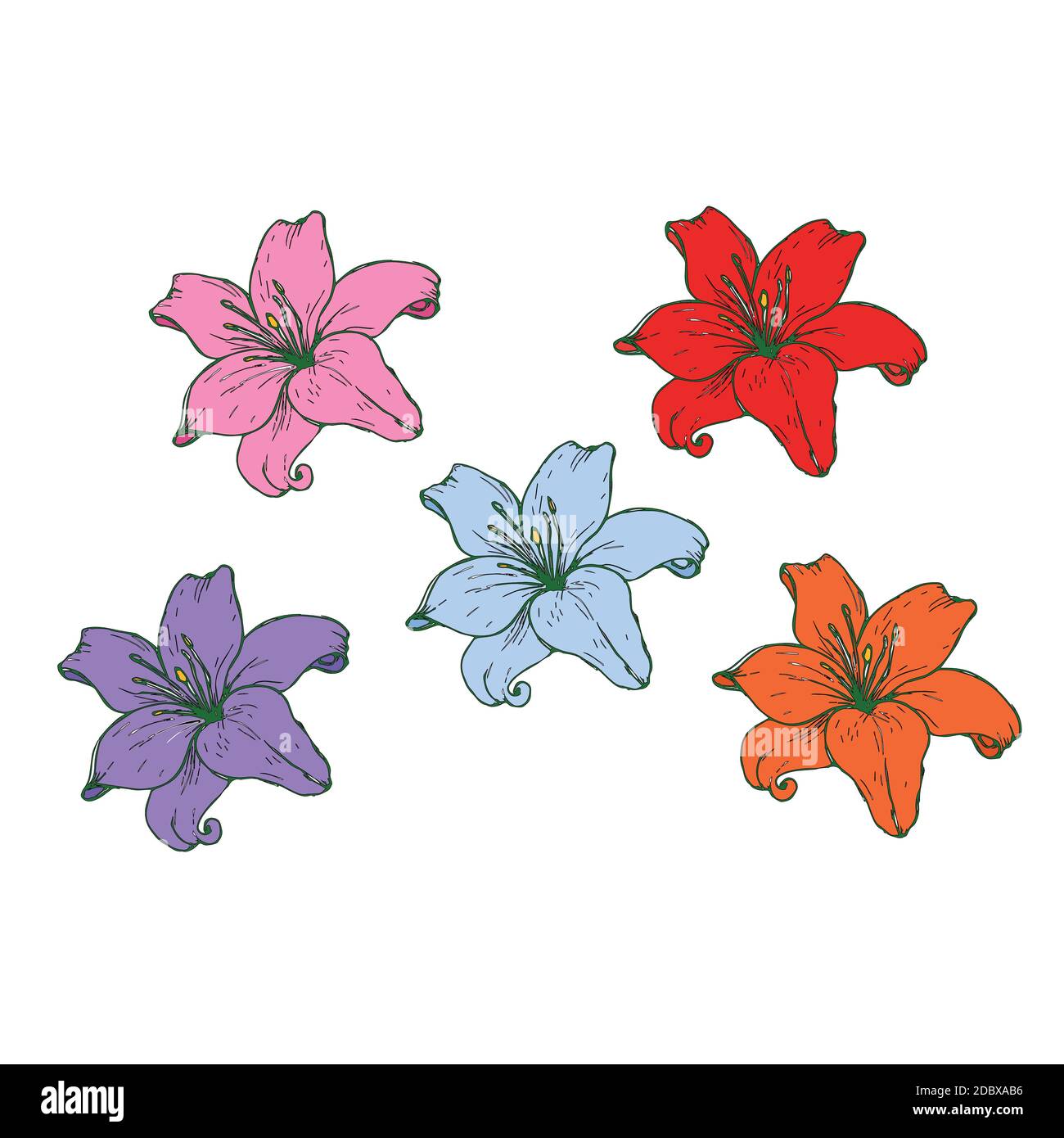 Set von Blumen aus bunten Lilien isoliert auf einem weißen Hintergrund. Stock Vektor