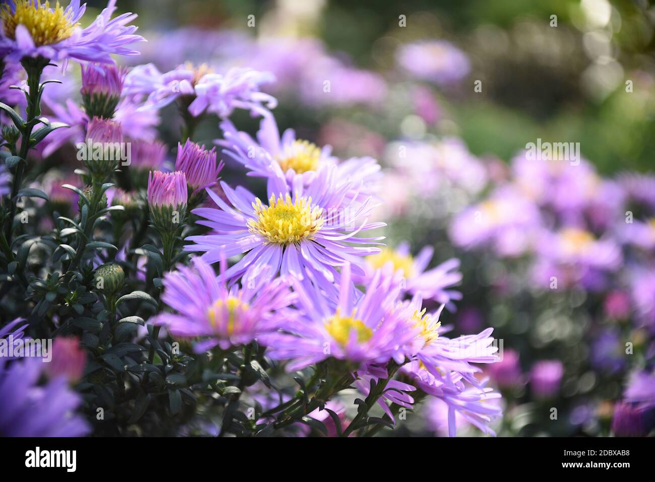 Selektiver Fokus der Herbstblume Aster alpinus (blaue Alpenblume) unter Sonnenlicht. Russischer Fernost Stockfoto