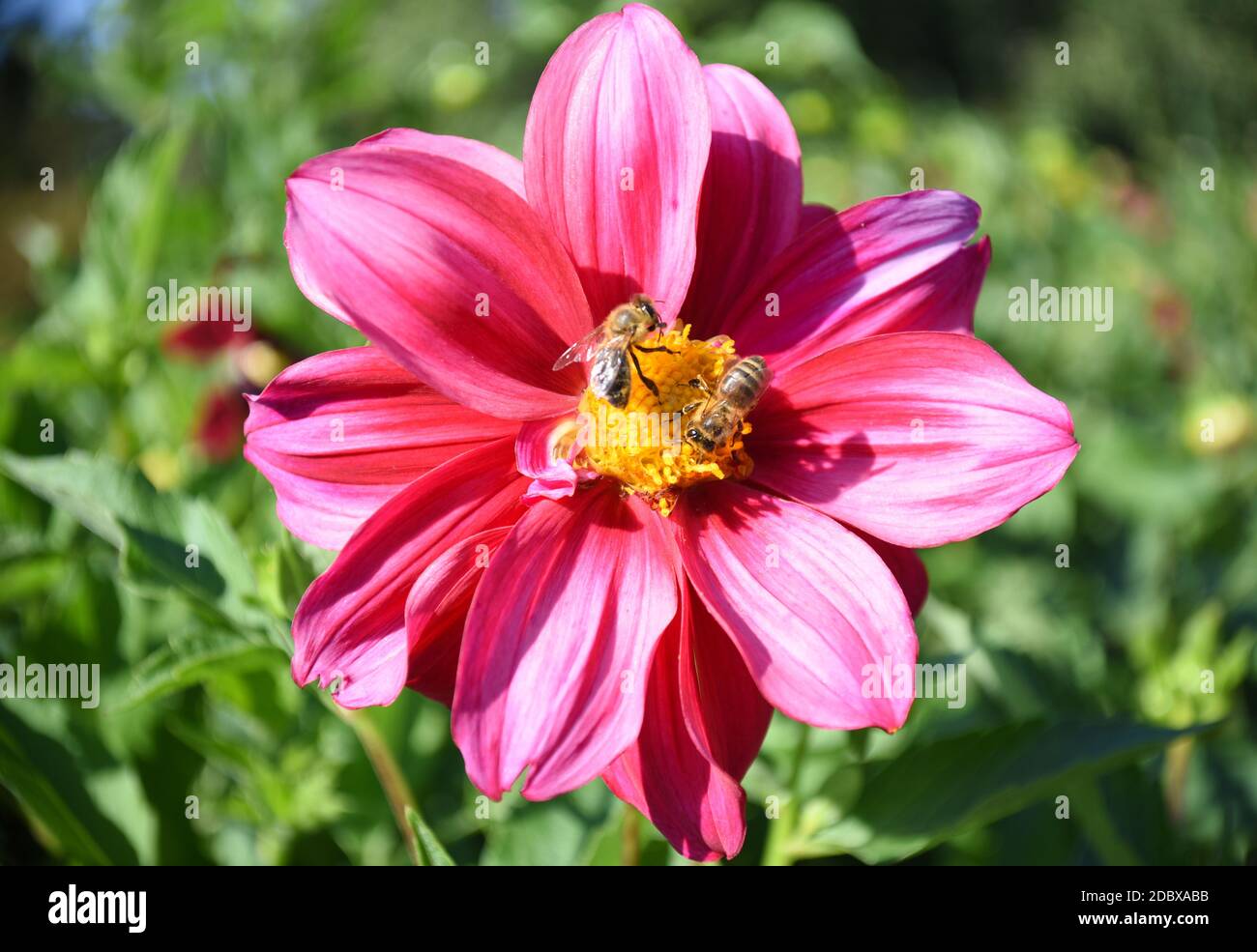 Leuchtend rosa Dahlia Blume mit zwei Bienen bestäuben sie. Russischer Ferner Osten, Herbst Stockfoto