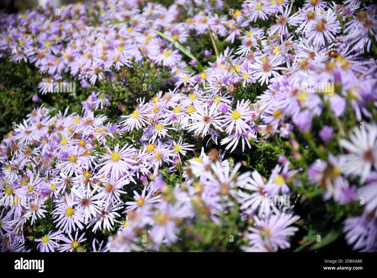 Selektiver Fokus der Herbstblume Aster alpinus (blaue Alpenblume) unter Sonnenlicht. Russischer Fernost Stockfoto