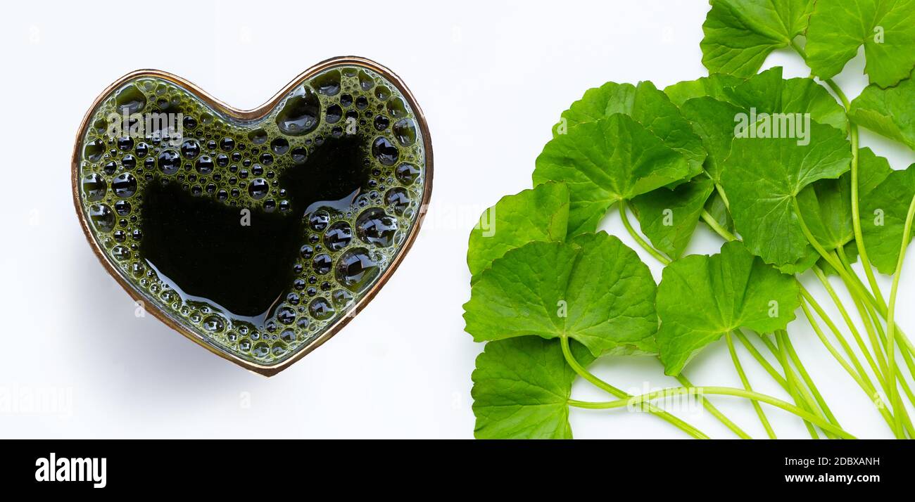 Gotu Kola hinterlässt Saft für die Gesundheit auf weißem Hintergrund. Draufsicht Stockfoto