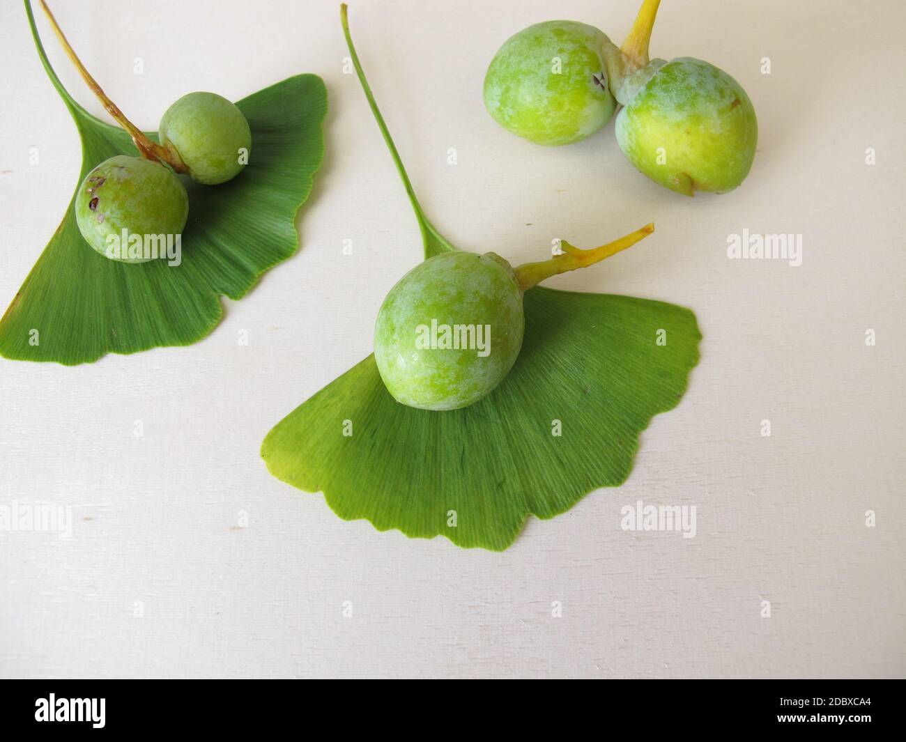 Ginkgo Samen mit Samenschale, Ginkgo biloba Stockfoto