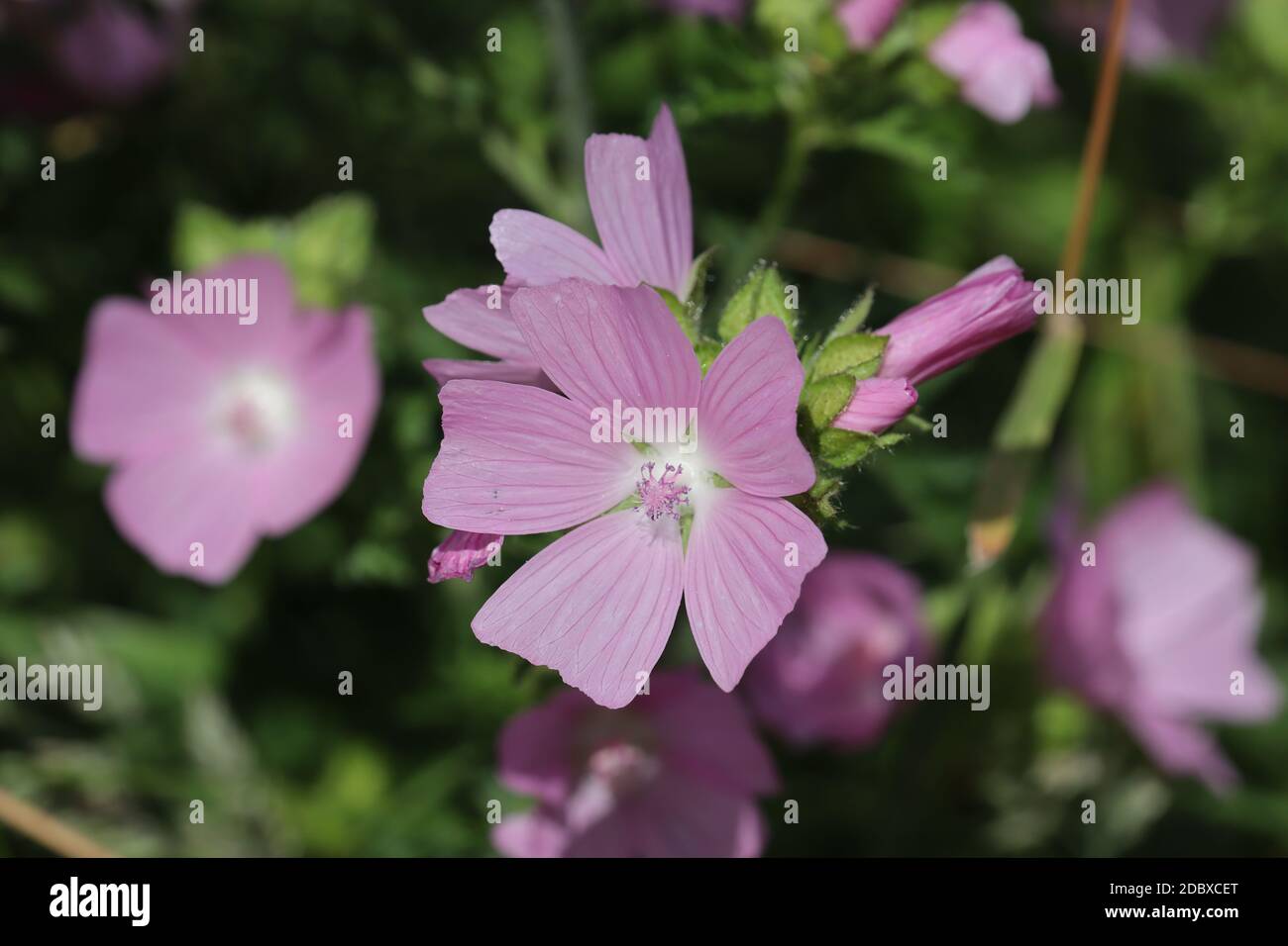 Rosafarbenes Malow Stockfoto