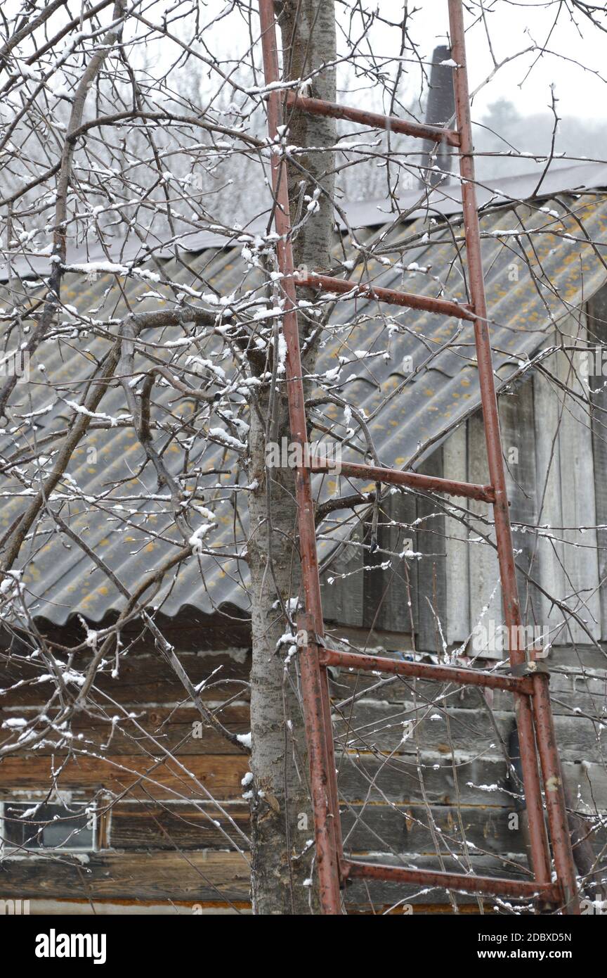 Metall tragbare Leiter an den Baum vor dem Hintergrund der Fassade des alten Hauses an einem schneebedeckten Tag befestigt. Stockfoto