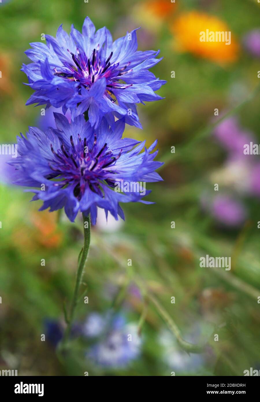 Kornblume oder Junggesellenbartblüte in einem Dickicht von Büschen im Sommer. Centaurea cyanus, allgemein bekannt als Kornblume oder Junggesellenknopf, ist ein A Stockfoto