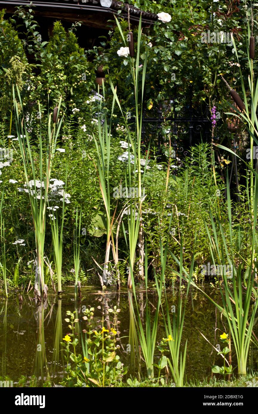 Gartenteich mit Pflanzen Stockfoto
