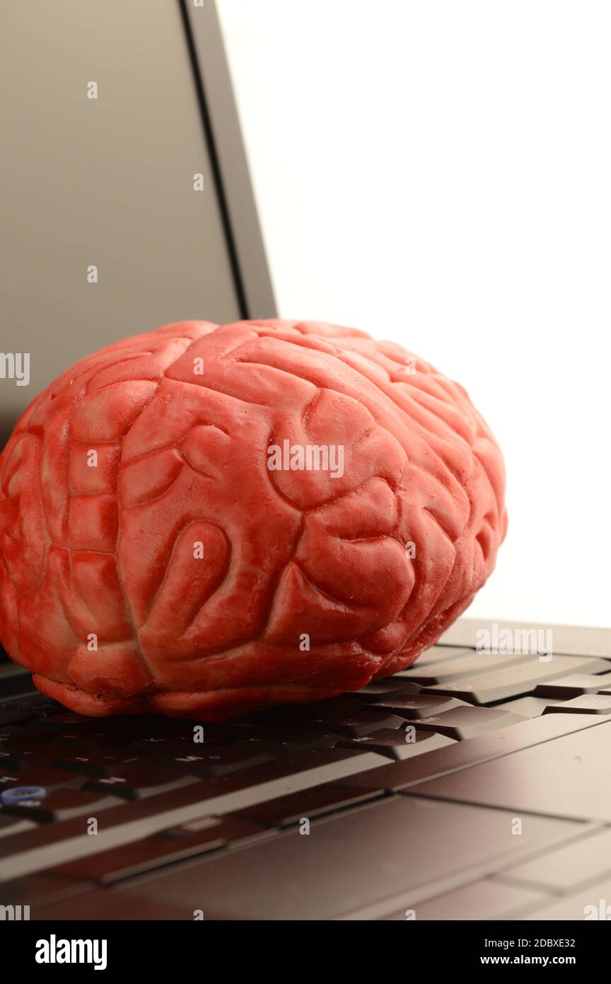 Ein Gehirn und ein Laptop, um Computertechnologie und kognitives Denken zu konzipieren. Stockfoto