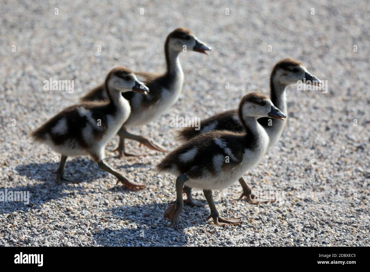 Vier Küken der Nil-Gans Alopochen aegyptiacus Stockfoto