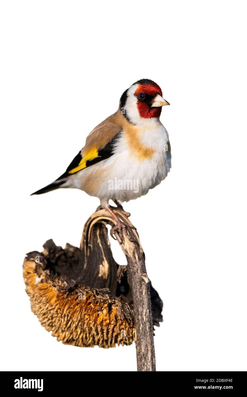 Europäischer Goldfink, carduelis carduelis, sitzend auf trockener Sonnenblume isoliert. Bunte graden Vogel ruht auf Blume mit weißem Hintergrund. Gefiederte und Stockfoto