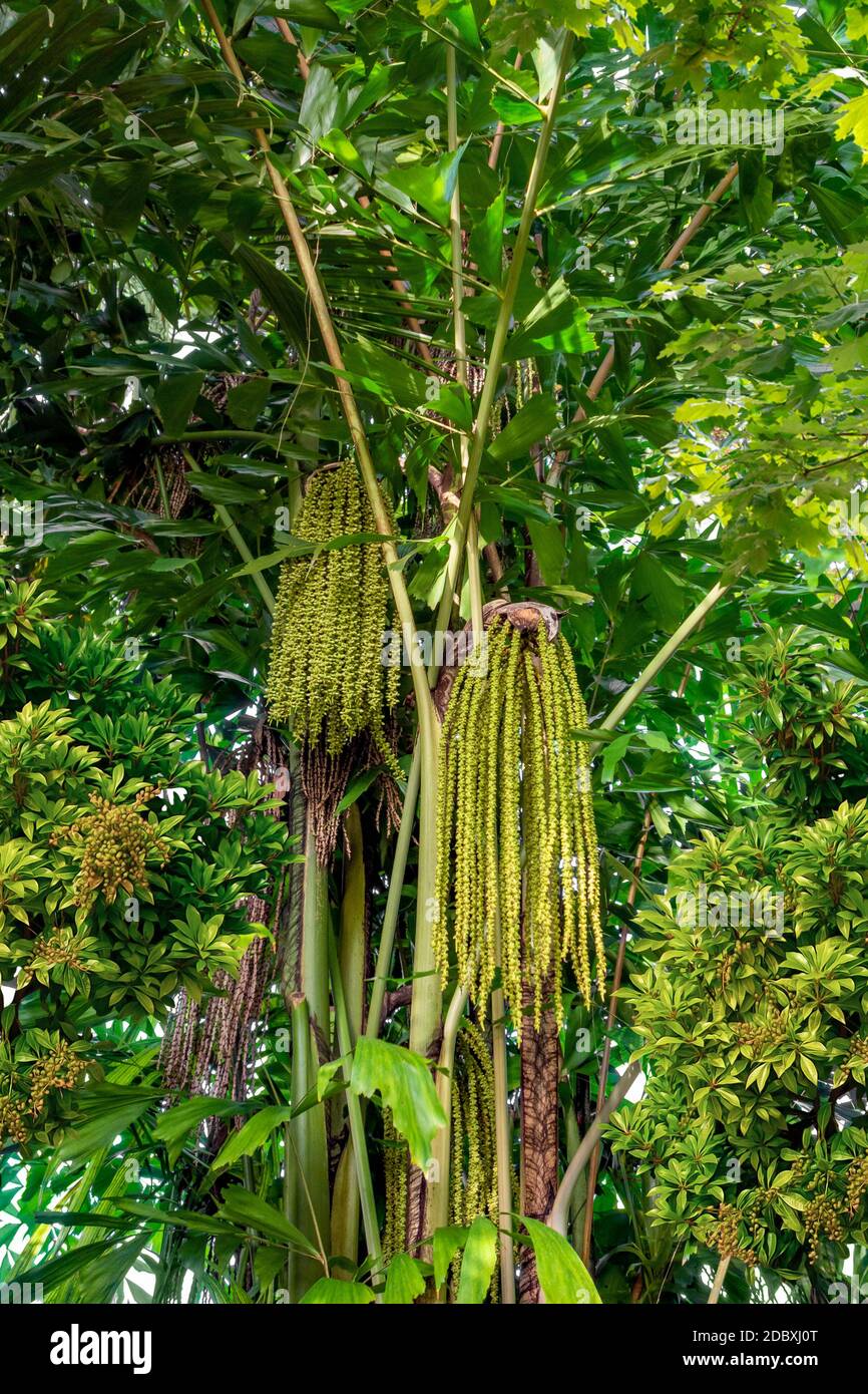 Üppige grüne Dschungel Vegetation Landschaft Stockfoto