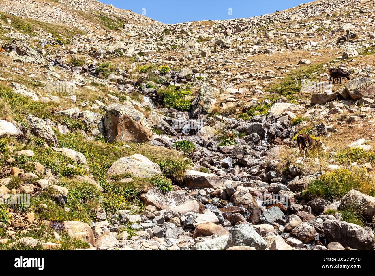 Natürliches Quellwasser auf dem Gipfel des anzer Plateaus zwischen Bayburt und Rize; Anzer Plateau Ballikoy-ikizdere-Rize-Türkei, Schwarzes Meer. Berühmte Anz Stockfoto