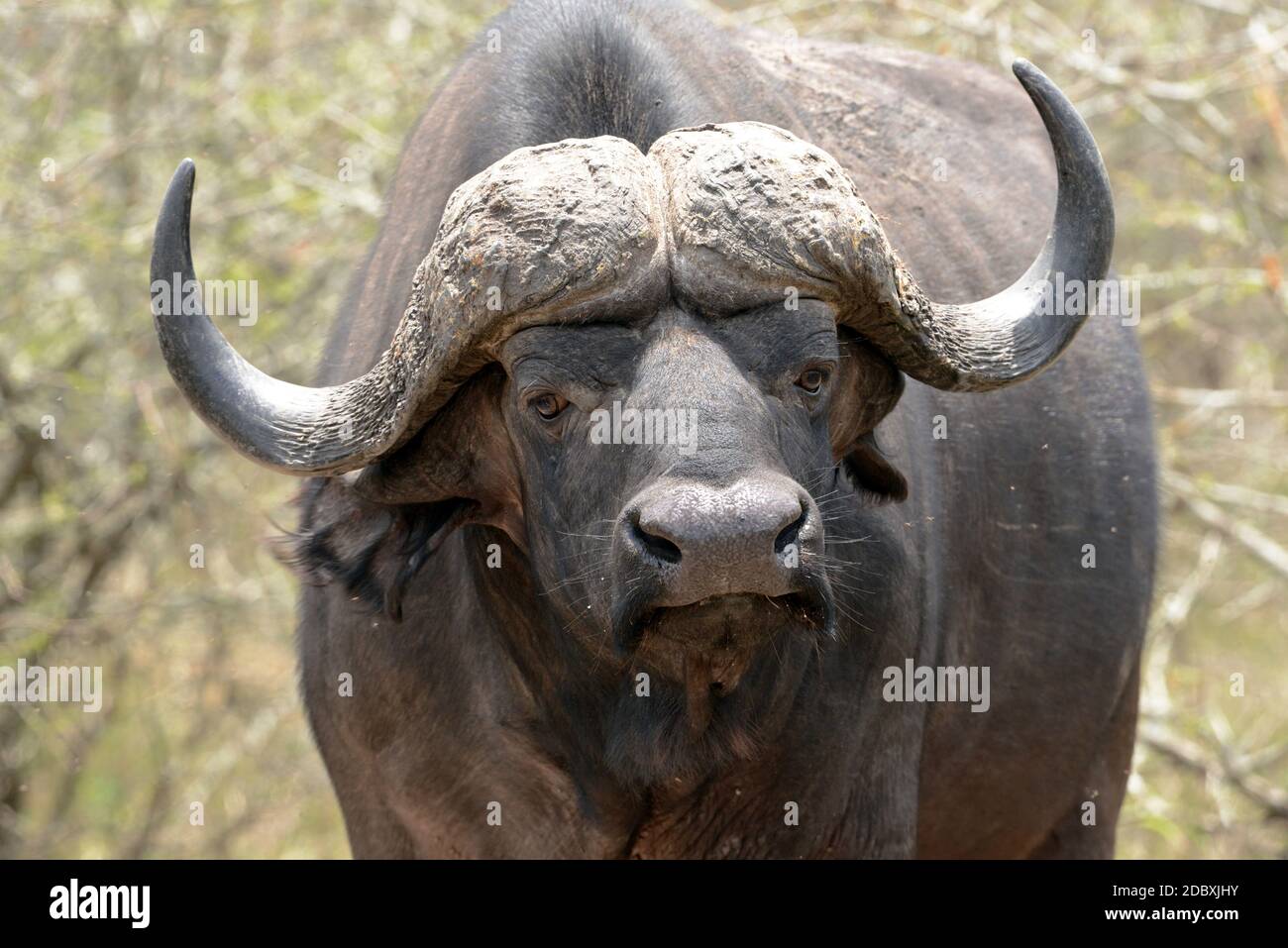 Kapbüffel im Krüger National Park Stockfoto