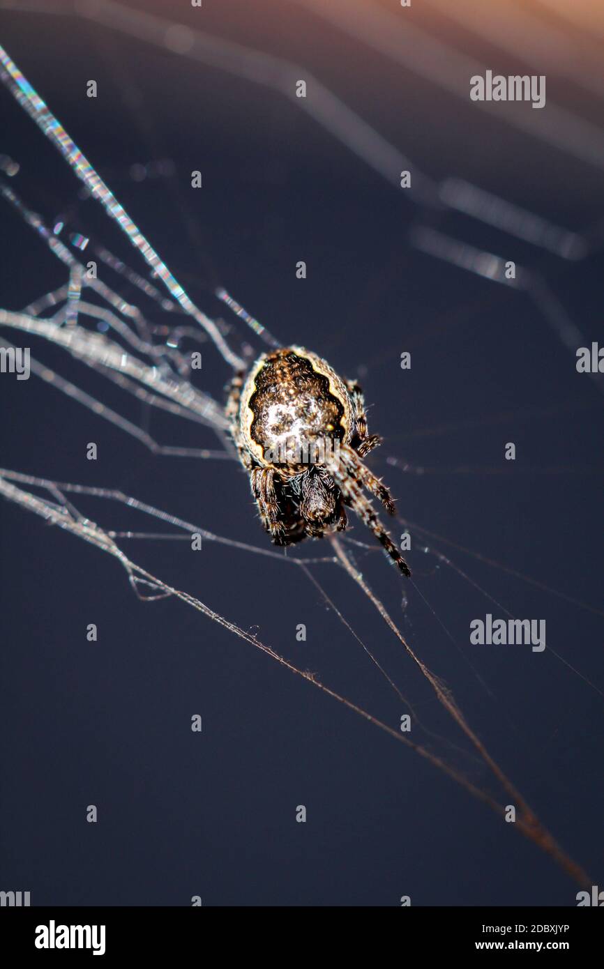 Makro einer Gartenspinne im Netz Stockfoto
