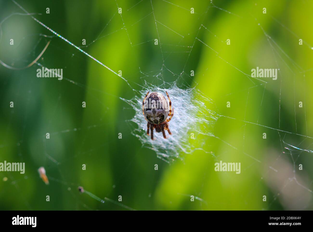 Makro einer Gartenspinne im Netz Stockfoto