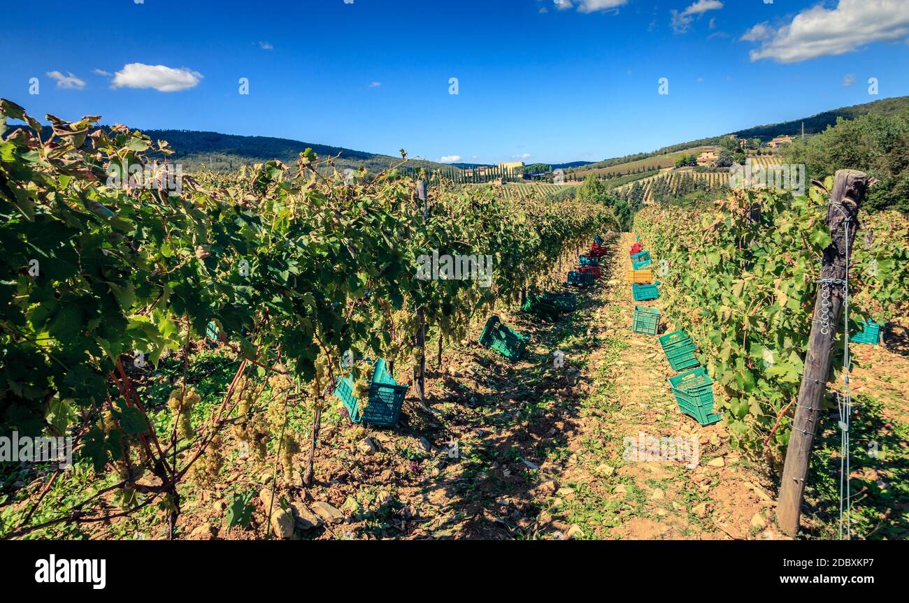 Kisten entlang Reihen von Weinreben zur Vorbereitung auf die Ernte in der Toskana, Italien aufgereiht Stockfoto