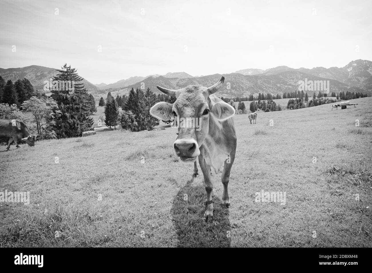 Kuh auf der Weide Stockfoto