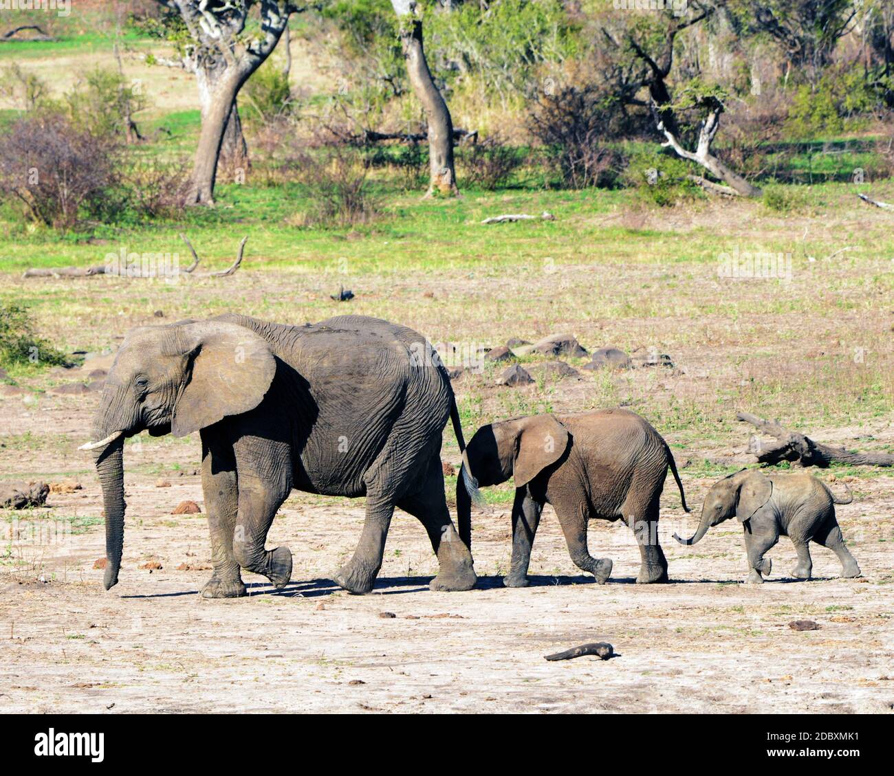 Elefantenfamilie im Krüger Nationalpark in Südafrika Stockfoto