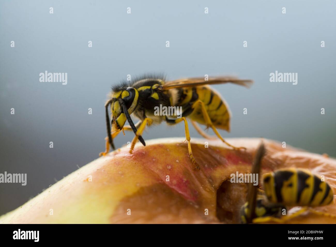 Eine Biene auf einem Apfel Stockfoto