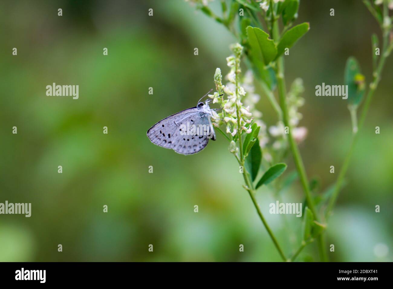 Ein bläulicher Schmetterling sammelt Nektar aus den Blüten einer Pflanze. Stockfoto