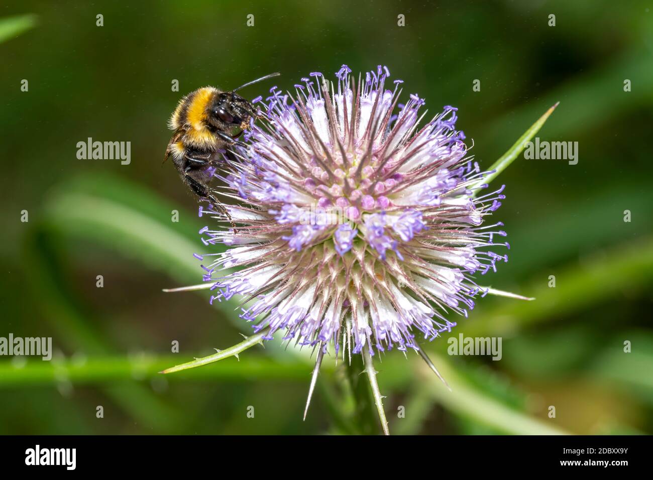 Hummel sitzt auf einer Distelblüte gegen ein verschwommenes Grün Hintergrund Stockfoto