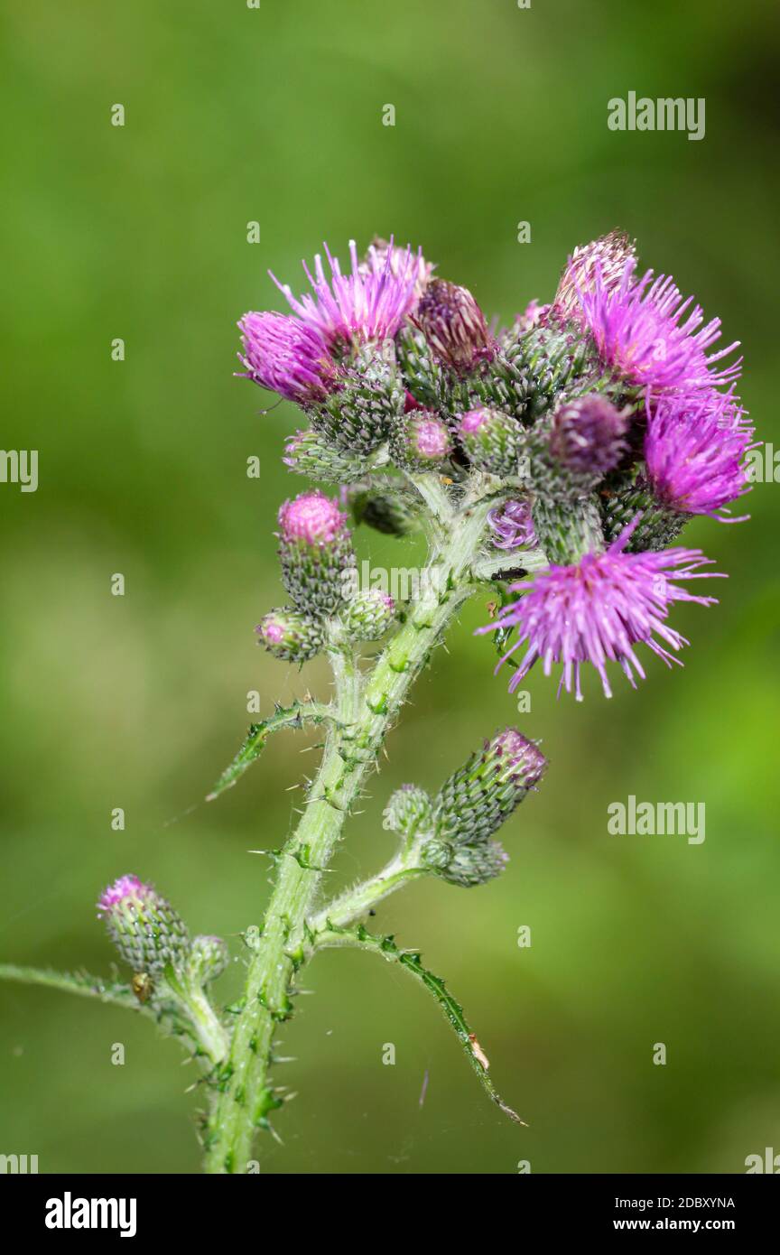 Nahaufnahme der Blüten einer Milchdistel. Stockfoto