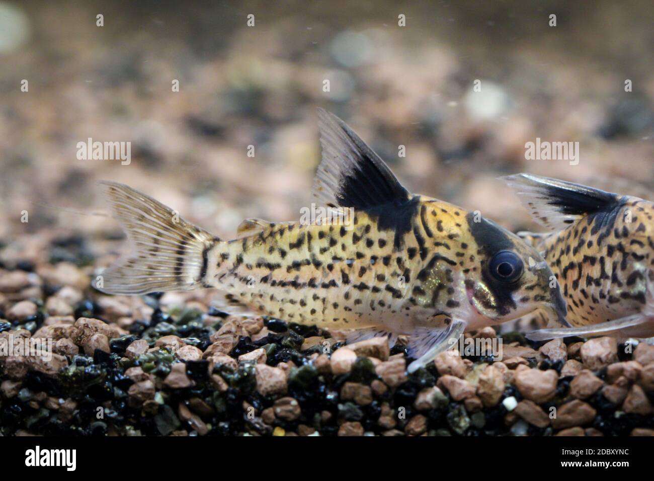 Ein Schalentier im Aquarium. Diese Fische halten den Boden sauber