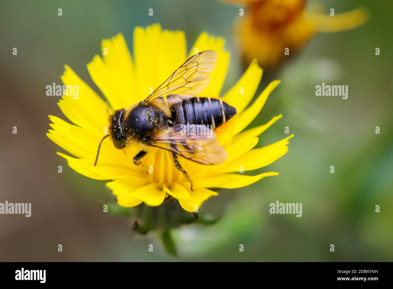 Eine Nahaufnahme einer Biene auf einer Pflanze. Stockfoto