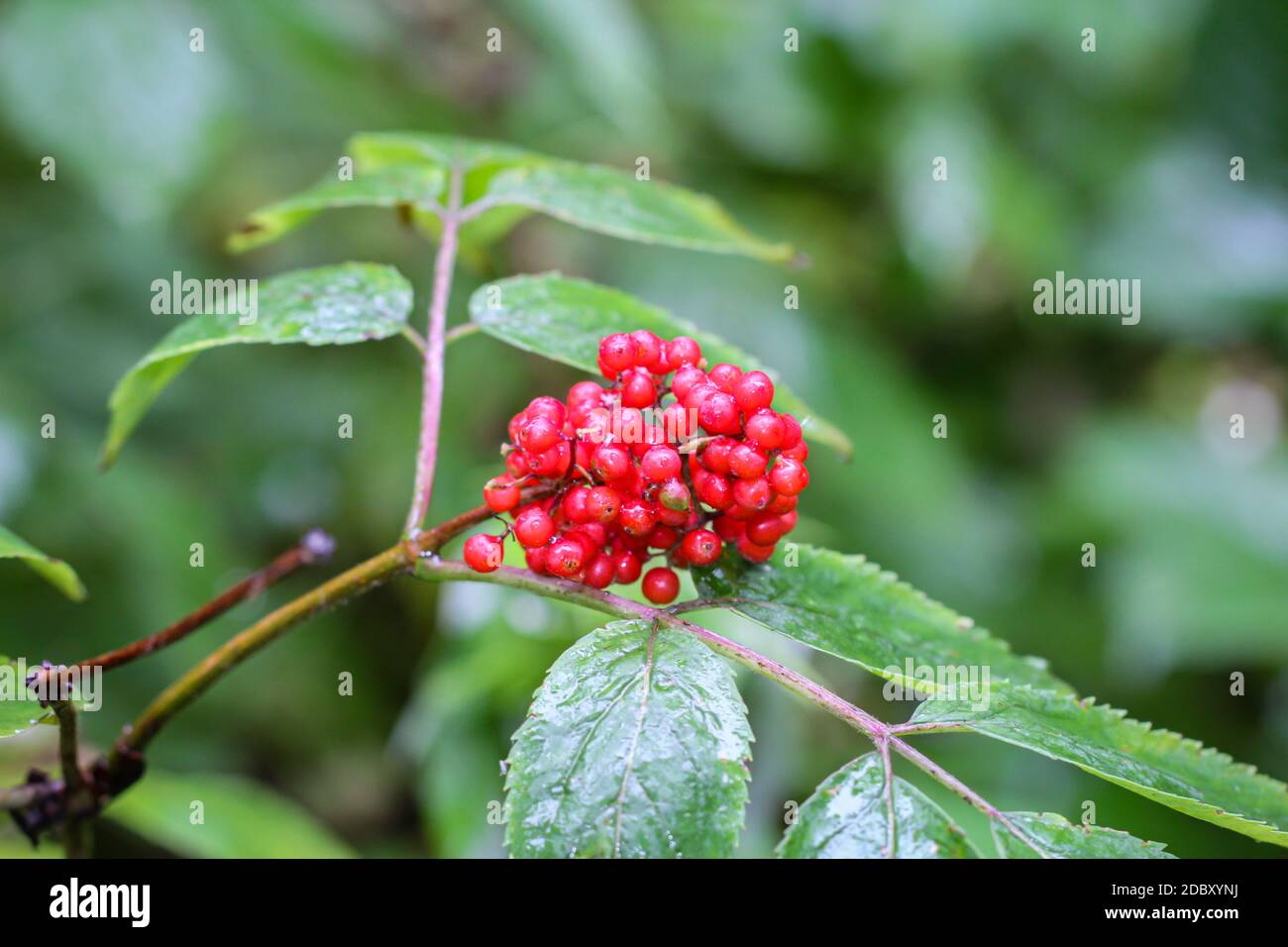 Schuss von roten kleinen Beeren auf einem Strauch oder Busch. Stockfoto