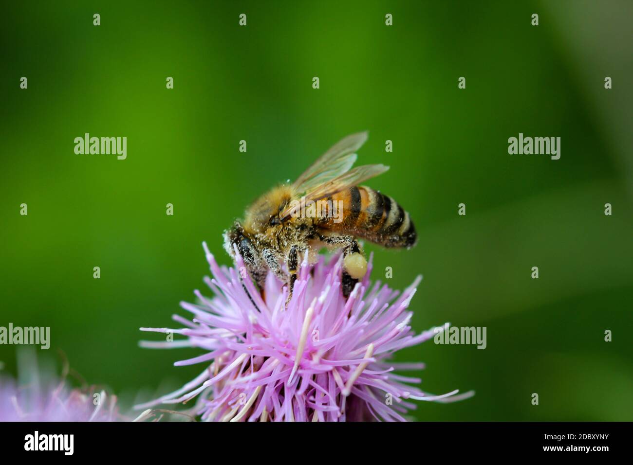 Eine Nahaufnahme einer Biene auf einer Pflanze. Stockfoto