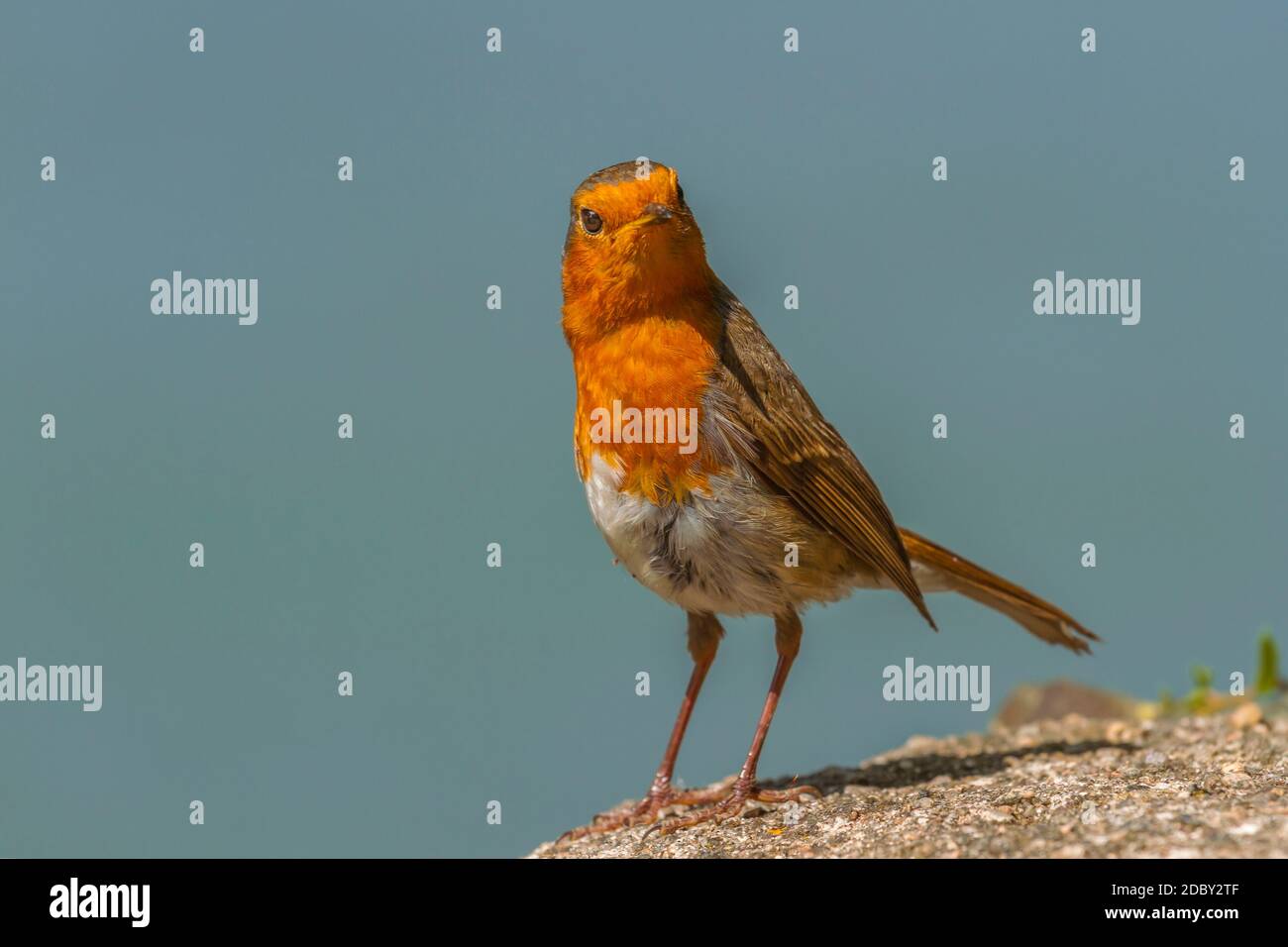 Ein Robin, der etwas unruhig aussieht, nachdem er auf dem Nest gesessen hat. Stockfoto