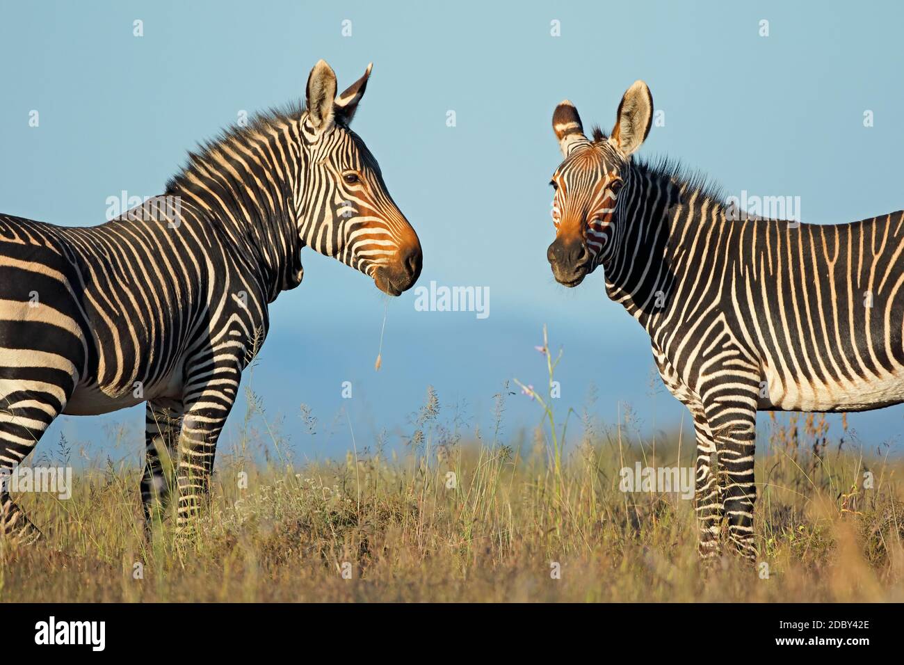 Cape Mountain Zebras (Equus Zebra) im natürlichen Lebensraum, Mountain Zebra National Park, Südafrika Stockfoto