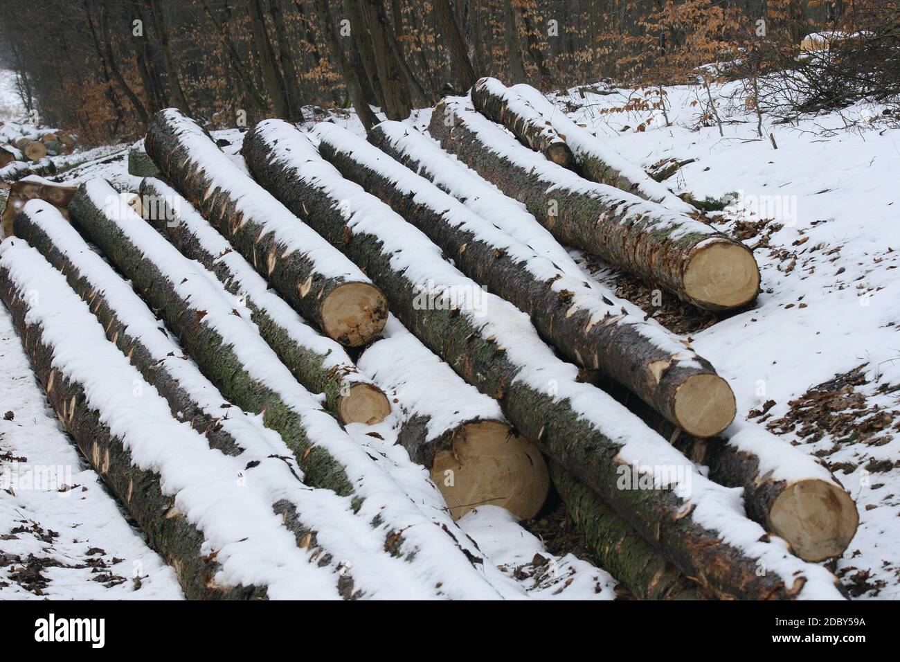 Bereit zum Transport der im Winterwald gelagerten Baumstämme Stockfoto