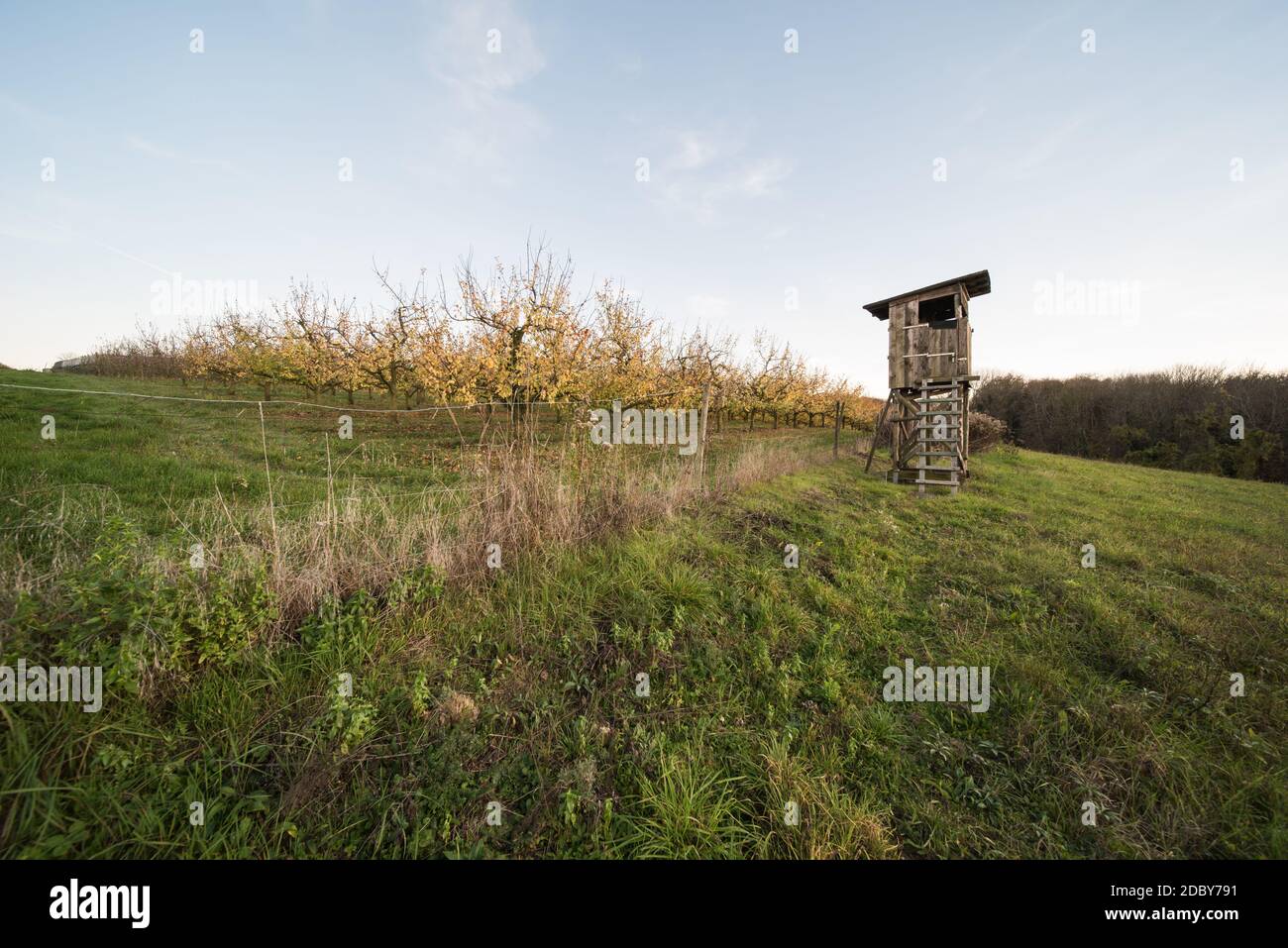 apfelplantagen und Weingärten in süddeutschland am Abend Stockfoto