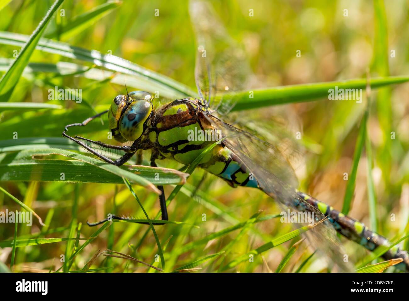 Blaugrünes Mosaik-Fliege Stockfoto