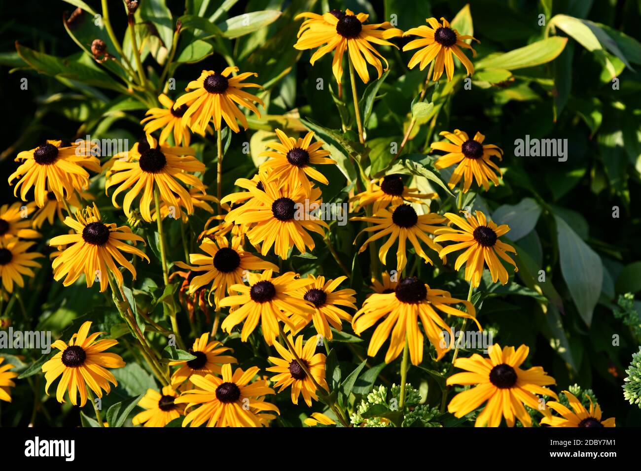 Gemeinsame blume Fotos und Bildmaterial in hoher Auflösung Alamy