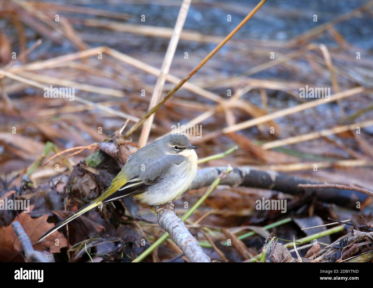 Bergstelzen oder Bergstelzen Motacilla cinerea am Dreisam in Freiburg Stockfoto