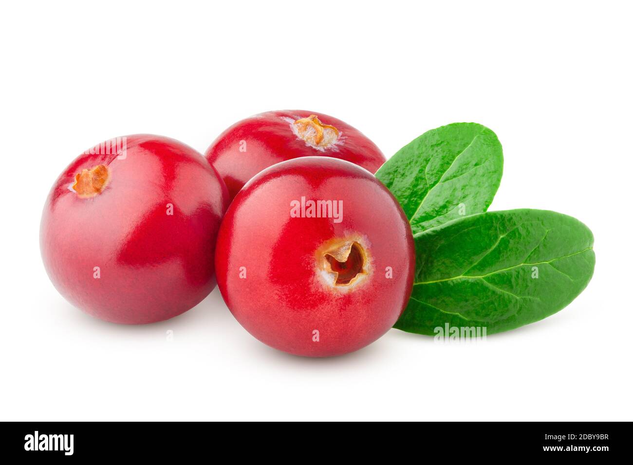 Cranberry auf weißem Hintergrund, Beschneidungspfade, volle Tiefenschärfe Stockfoto